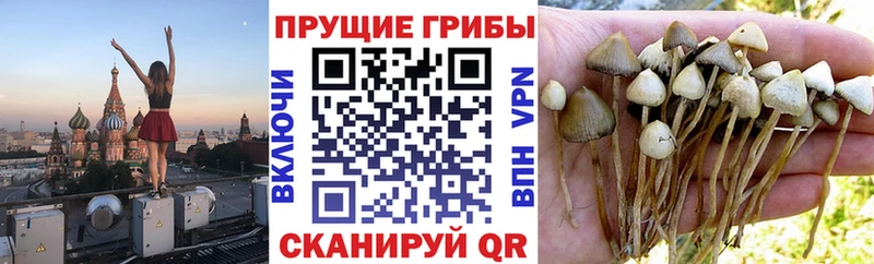 Псилоцибиновые грибы Magic Shrooms  Купить закладки  Собинка 